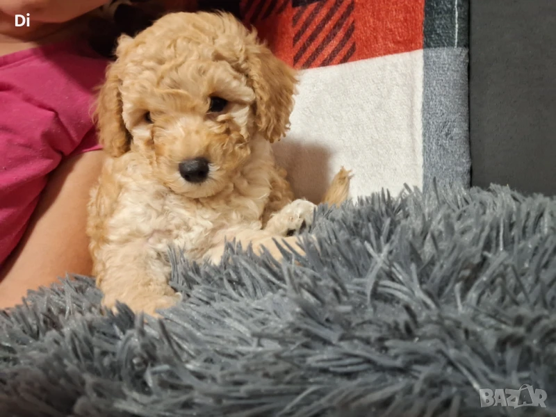 Женско Пуделче, снимка 1