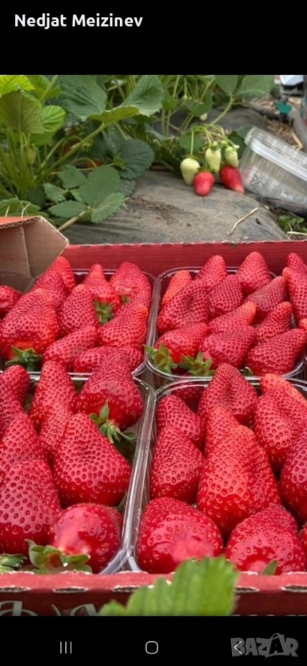 Ягоди сорт Клери, снимка 1