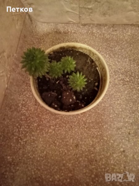 Кактус, снимка 1