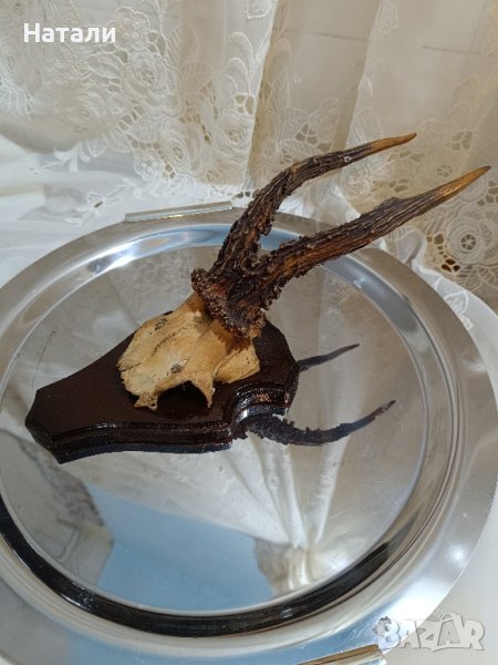 ловен трофей,рога, снимка 1