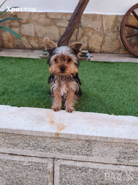 Мини йорки момче , снимка 1