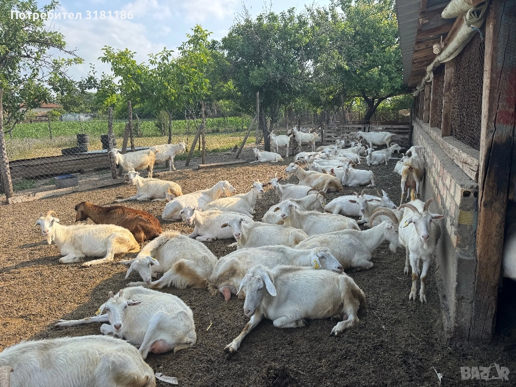 Продавам кози ББМ, снимка 1