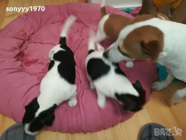 джакчета-сладурковци родени на 191224г-250лв за едно 2901250655, снимка 6 - Джак ръсел териер - 48873052