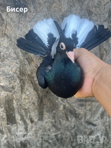 Търговишки гълъби, снимка 5 - Гълъби - 51387757