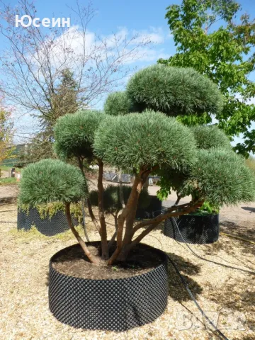 Фиданки от борчета, снимка 8 - Разсади - 48454749