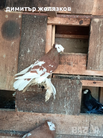 Гълъби демкежи, снимка 13 - Гълъби - 49071204