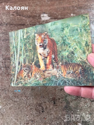 Стерео картичка с тигри - японска , снимка 2 - Колекции - 51012026