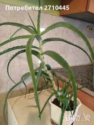 Лечебно Дървовидно Алое, снимка 3 - Стайни растения - 40822679