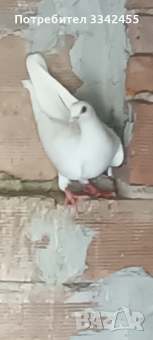 Пощенски гълъби, снимка 7 - Гълъби - 51025275