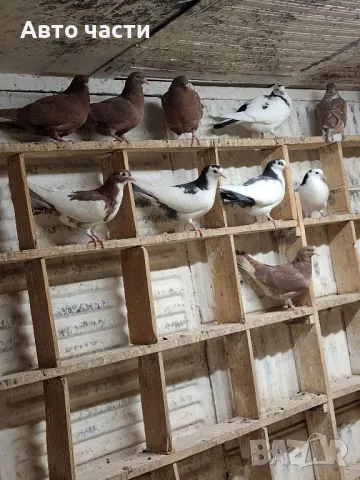 пазарджишки гълаби на хвърче не, снимка 14 - Гълъби - 48931182