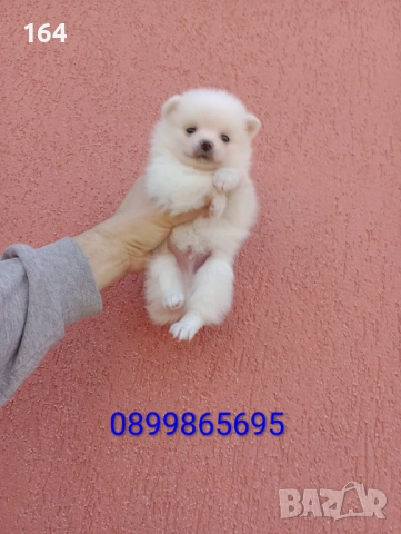 Бяло момченце. Померан., снимка 3 - Померан - 52946034