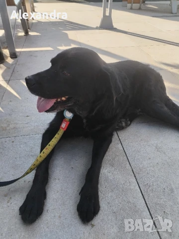 Разхождане и грижа за домашни любимци , снимка 7 - Ветеринари и услуги - 51072376