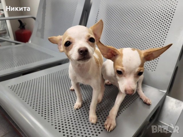 чихупинчер, снимка 2 - Пинчер - 52944702