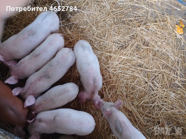 Малки прасенца на 40 дни, снимка 5 - Прасета - 52534604