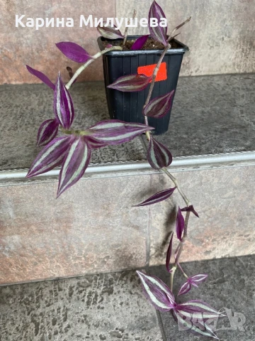 Продавам различни цветя