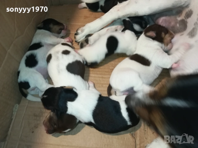 ДЖАК РЪСЕЛ 250ЛВ ЗА КУТРЕ 2008251933, снимка 14 - Джак ръсел териер - 51433966