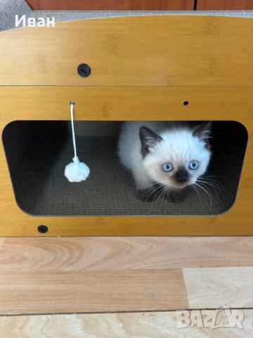 Породисто котенце, снимка 6 - Ангорски - 52003240