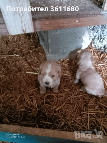 Кокерчета, снимка 2 - Шпаньоли - 52965378