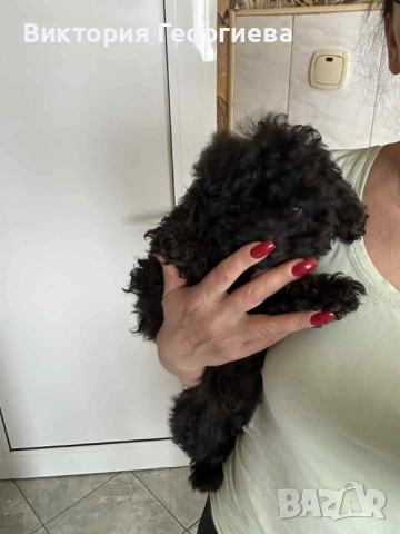 Мини Пудел , снимка 8 - Пудели - 53316077