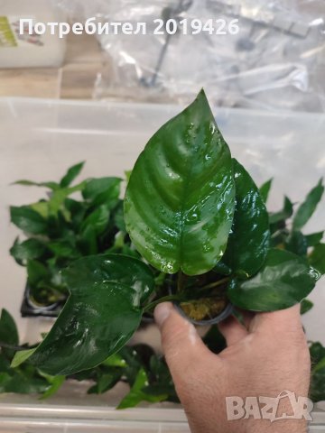 Анубиаси видове 