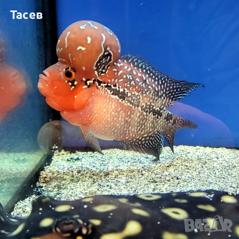 Флауърхорн 10см