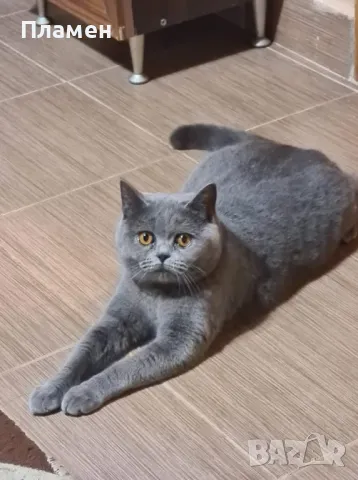 Британска котка !, снимка 1