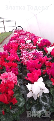 Зюмбюл, иглика, карамфил и др., снимка 6 - Градински цветя и растения - 53506898