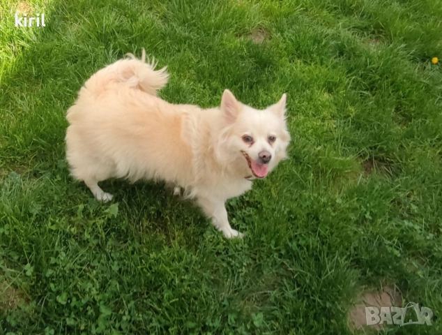 Хотел за кучета - Игри на воля , снимка 9 - Други услуги - 52645885