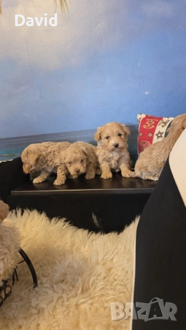 maltipoo, снимка 4 - Други - 53088253