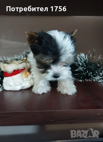 Biewer york, little boy., снимка 3 - Йоркширски териер - 52972421