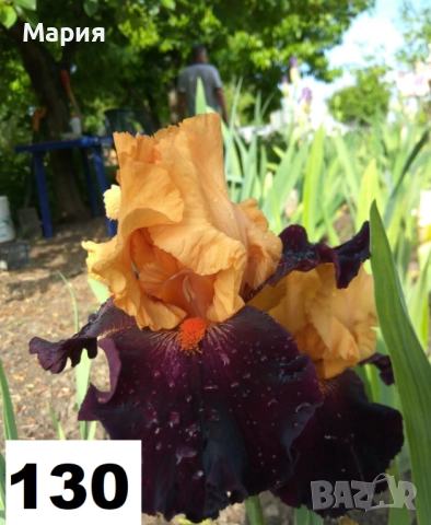 Сортови вискоки ириси /брадати ириси, снимка 15 - Сортови семена и луковици - 46410628