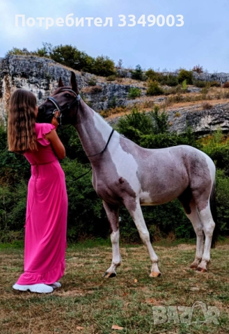 Продава се Райд пони, снимка 3 - Коне - 52967059