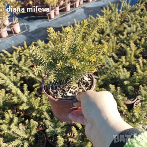 Пицея Оморика Карел, Picea omorika  'KAREL', снимка 8 - Градински цветя и растения - 39479621