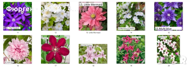 Клематис налични 33 вида, снимка 3 - Разсади - 48740880