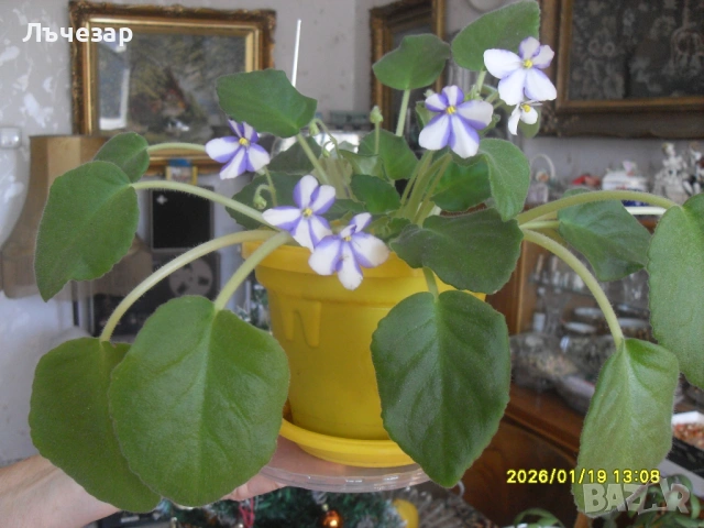 Продавам теменужка