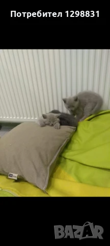 Британски късокосмести котенца , снимка 1