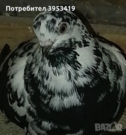 здрави птици, снимка 2 - Гълъби - 52529551