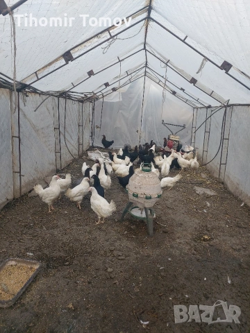 продавам ярки легхорн и доминант, снимка 2 - Кокошки и пуйки - 53426644