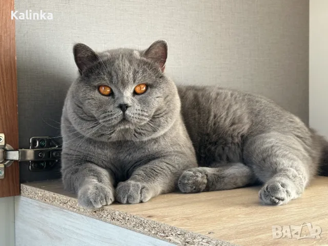 Чистокръвен мъжки британец за разплод, снимка 6 - Търси партньор - 41953795