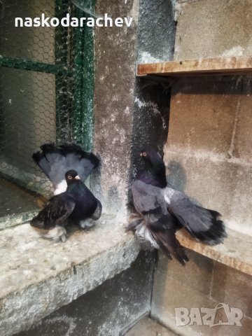 Магнитогорски руски гълъби , снимка 11 - Гълъби - 43151117