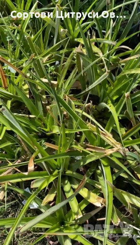 Ананас Разсад, снимка 2 - Градински цветя и растения - 52404439