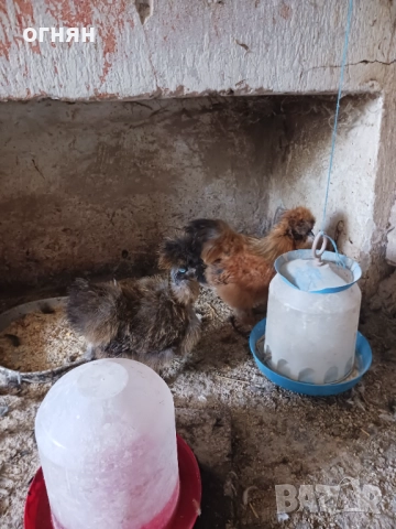 Свободни  копринки, снимка 3 - Кокошки и пуйки - 52769525