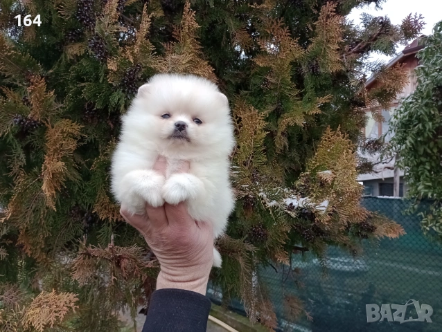 Женски Померан. Реални снимки от 10.02.26 г. , снимка 2 - Померан - 53425419