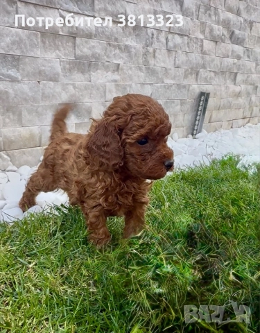 Пудел той , снимка 1