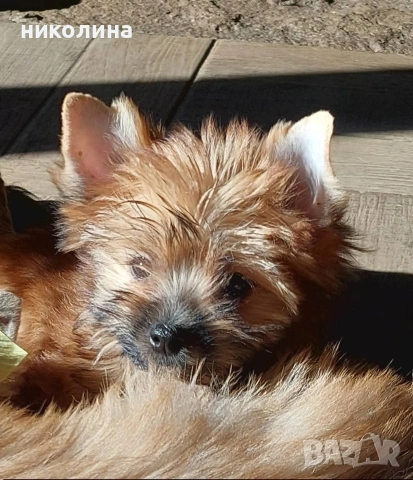 Продавам Йоркширски териер-златен