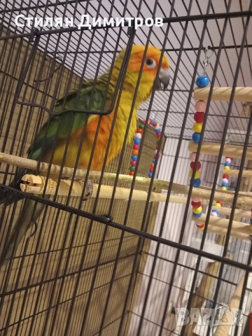 Слънчева аратинга