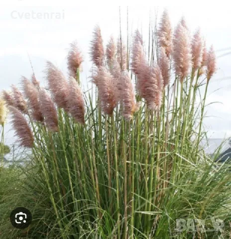 Кортадерия / Пампаска трева, снимка 1