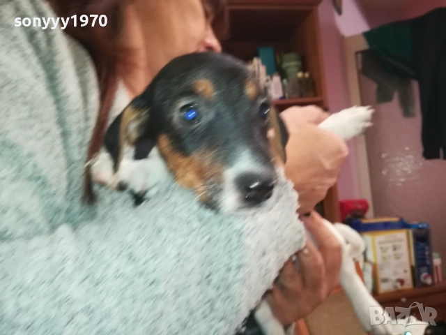 ЖЕНСКО КУТРЕ-ДЖАК РЪСЕЛ НА 40 ДЕНА 2909251558, снимка 3 - Джак ръсел териер - 51879256