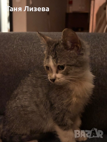 Подарявам котенце