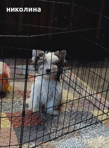 Продавам Йоркширски териер , снимка 5 - Йоркширски териер - 52706932